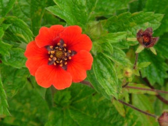 Potentilla atrosanguinea  'Gibson's  Scarlet' bestellen